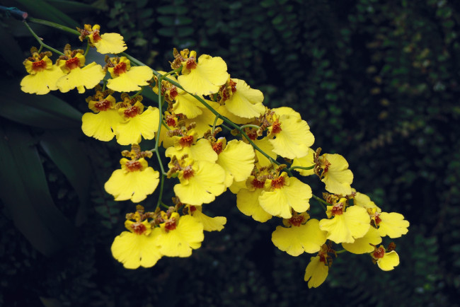 Обои картинки фото цветы, орхидеи, желтый, ветка, экзотика