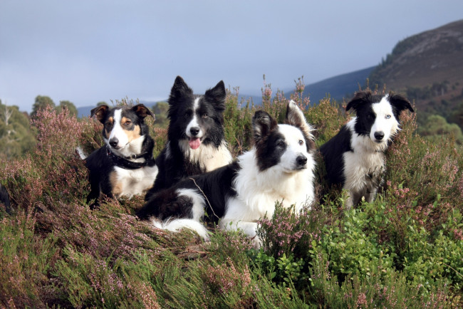 Обои картинки фото животные, собаки