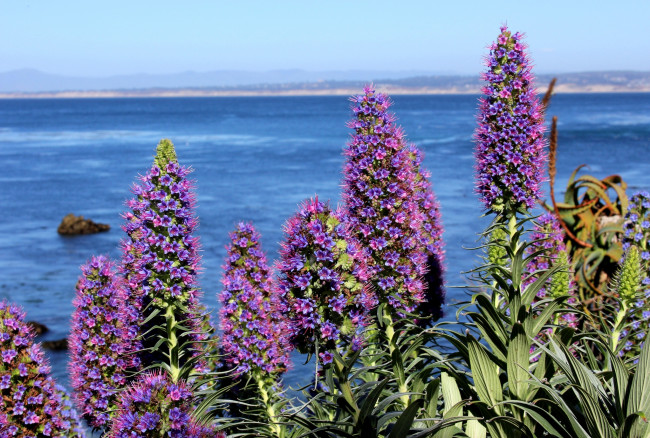 Обои картинки фото цветы, сиреневый, экзотика