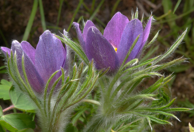 Обои картинки фото цветы, анемоны, адонисы, лепестки