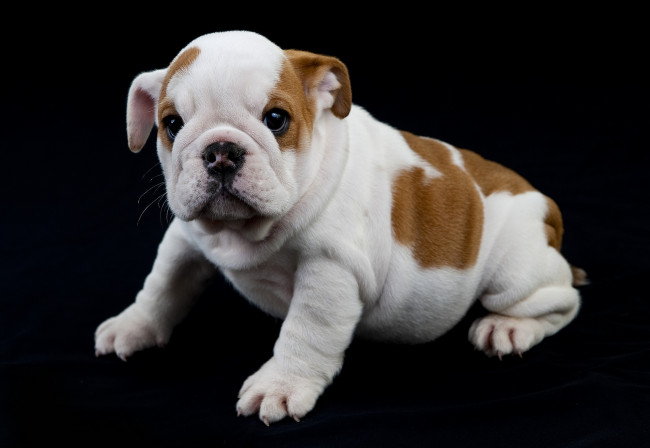 Обои картинки фото животные, собаки, щенок, французский, бульдог