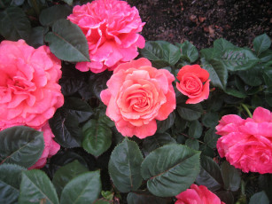 Картинка цветы розы куст