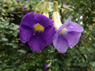 Картинка цветы сиреневый капли