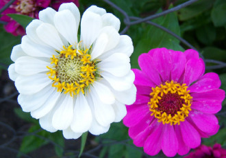 Картинка цветы цинния розовый белый