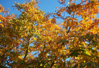 Картинка природа деревья