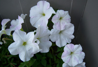 Картинка цветы петунии калибрахоа