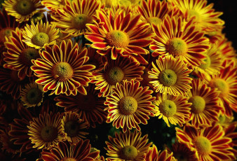 Картинка цветы хризантемы оранжевый