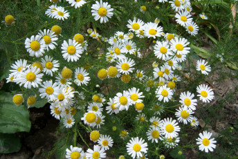 Картинка цветы ромашки