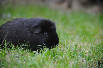 Картинка животные морские свинки хомяки черный