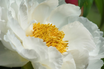 Картинка цветы пионы макро