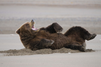 Картинка животные медведи медведь