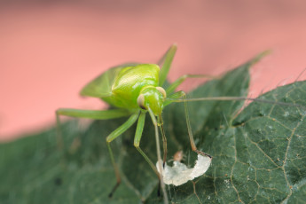 Картинка животные насекомые макро