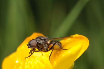 Картинка животные насекомые макро