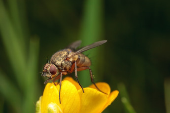 Картинка животные насекомые макро