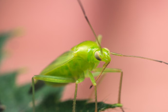 Картинка животные насекомые макро