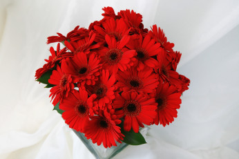 Картинка цветы герберы красный