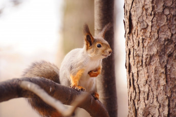 Картинка животные белки зверек