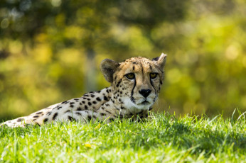 Картинка животные гепарды отдых трава гепард