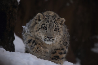 Картинка животные снежный барс ирбис крадется снег