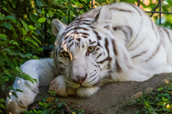 Картинка животные тигры отдых белый тигр