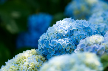 Картинка цветы гортензия голубой