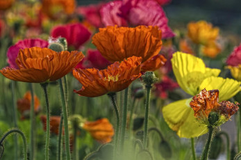 Картинка цветы маки исландский мак