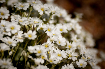 обоя цветы, ясколка