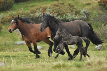 Картинка животные лошади дождь трио