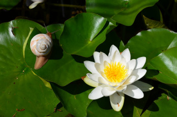 Картинка цветы лилии водяные нимфеи кувшинки улитка лилия