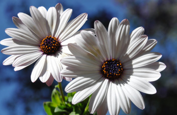 Картинка цветы диморфотеки тычинки лепестки