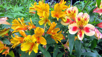 Картинка цветы альстромерия яркий