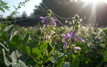 обоя цветы, душистый, горошек, луга