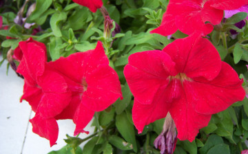 Картинка цветы петунии калибрахоа