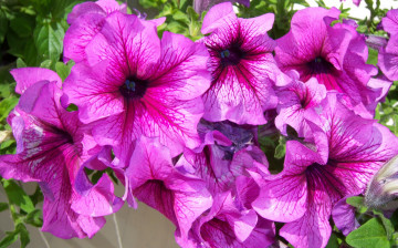 Картинка цветы петунии калибрахоа