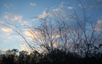 Картинка природа деревья облака