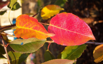 Картинка природа листья