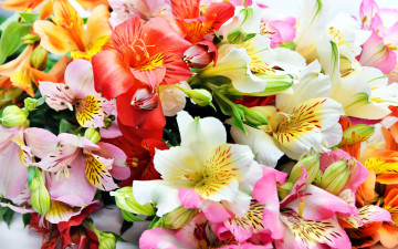 Картинка цветы альстромерия яркий пестрый