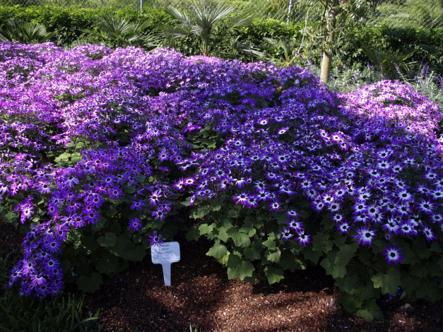 Обои картинки фото цветы, цинерария, сад