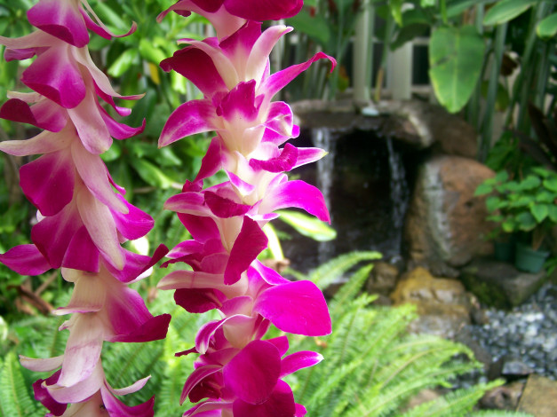 Обои картинки фото цветы, орхидеи, экзотика