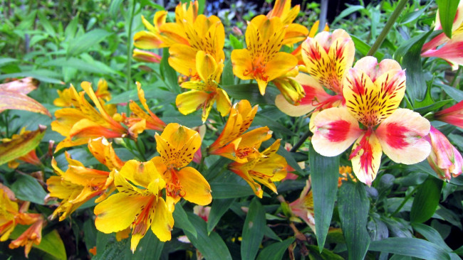 Обои картинки фото цветы, альстромерия, яркий