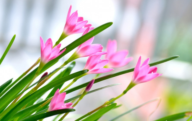 Обои картинки фото цветы, зефирантесы, розовый
