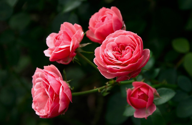 Обои картинки фото цветы, розы, розовый