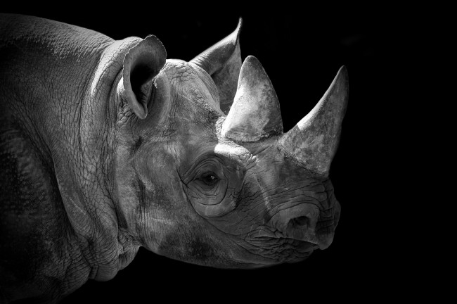Обои картинки фото животные, носороги, рог
