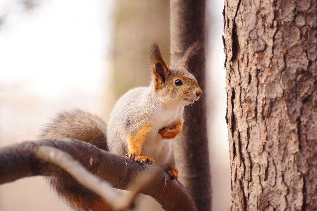Обои картинки фото животные, белки, зверек