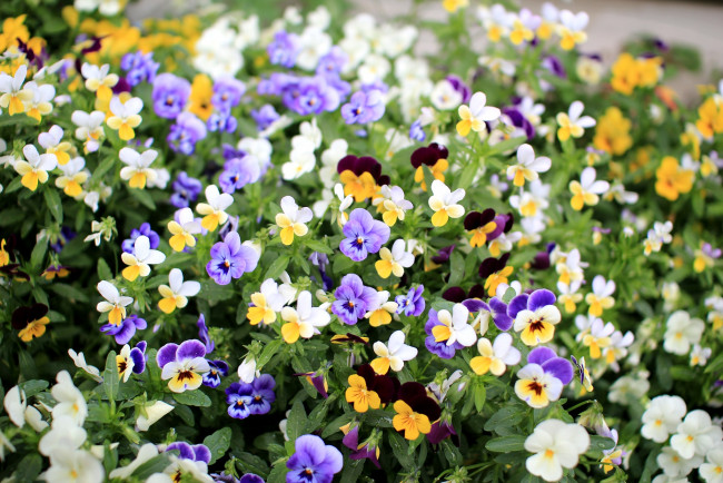 Обои картинки фото цветы, анютины, глазки, садовые, фиалки, пестрый