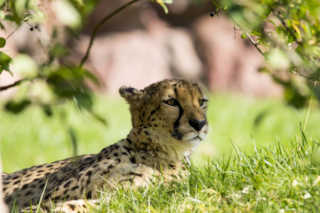 Обои картинки фото животные, гепарды, гепард, отдых, трава