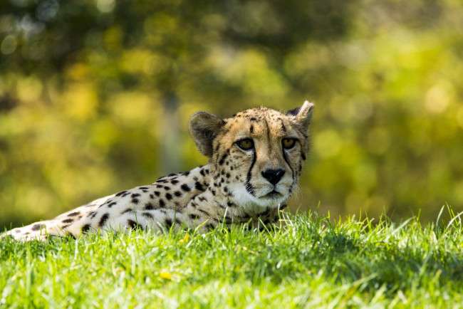 Обои картинки фото животные, гепарды, отдых, трава, гепард