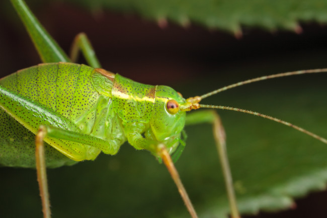 Обои картинки фото животные, кузнечики, саранча, макро