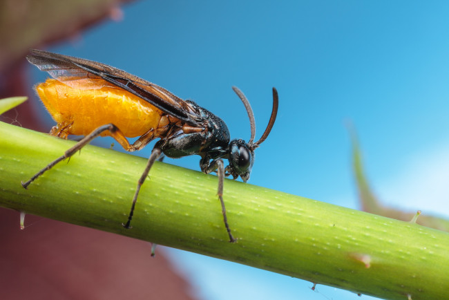 Обои картинки фото животные, насекомые, макро