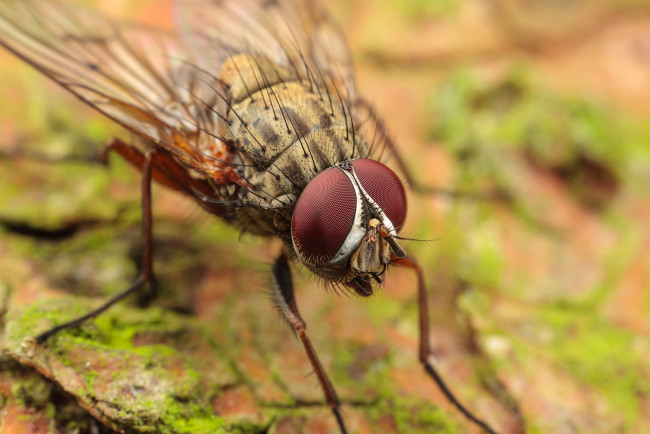 Обои картинки фото животные, насекомые, макро